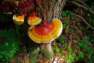 Reishi Mushrooms: Unlocking Nature’s Health Secrets